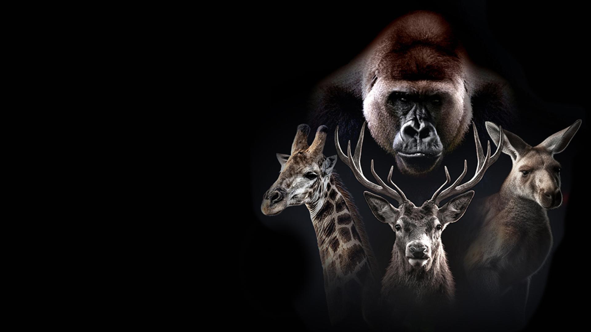 Альфа самец