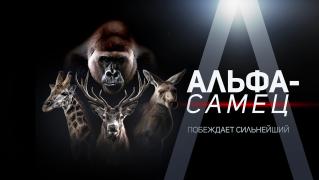 Альфа-самец