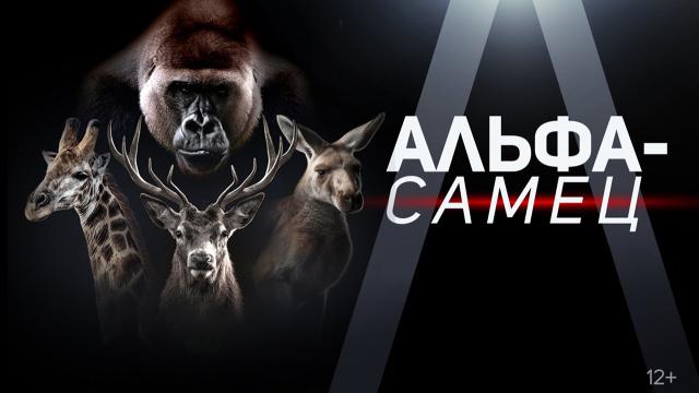 Побеждает сильнейшая? Телеканал «Т24» покажет самый необычный выпуск документального цикла «Альфа-самец»