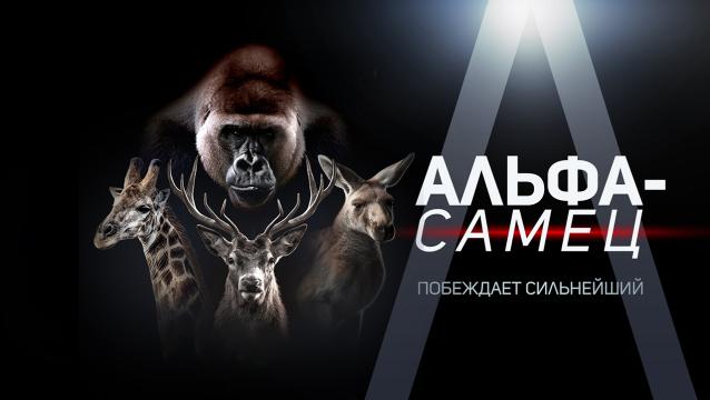 Альфа-самец