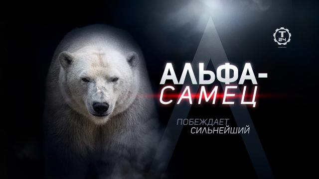 Оптоволоконная шерсть и талант маскировки: «Т24» расскажет, что делает белого медведя сильнейшим хищником на планете