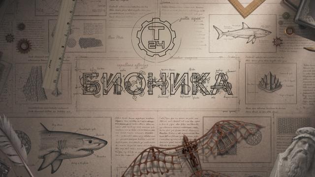 Как природа стала главным инженером Земли: премьера новых выпусков цикла «Бионика»