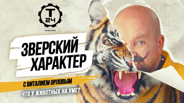 Как понять медведя и почему дельфины не те, кем кажутся, –– в проекте «Зверский характер»