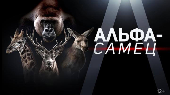 Побеждает сильнейшая? Телеканал «Т24» покажет самый необычный выпуск документального цикла «Альфа-самец»