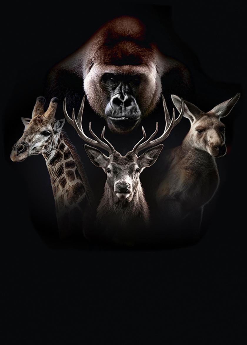 Альфа самец