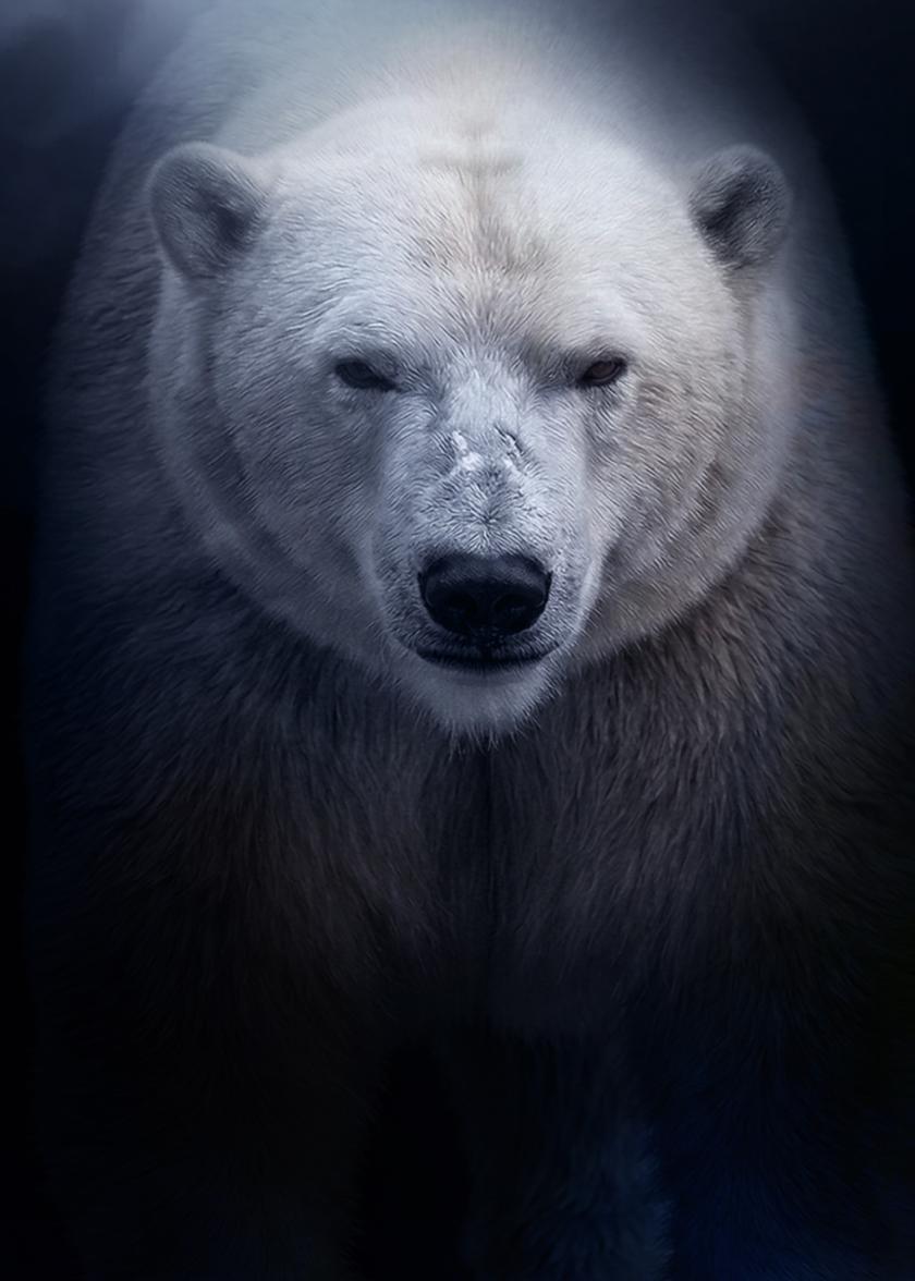 «Альфа-самец»: премьера